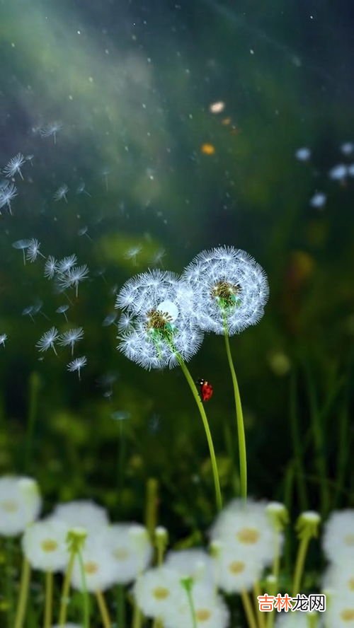 蒲公英的花语是什么,各种颜色的蒲公英的花语