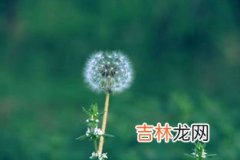 蒲公英的花语是什么,各种颜色的蒲公英的花语