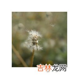 蒲公英的花语是什么,各种颜色的蒲公英的花语