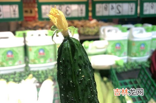 谁把黄瓜带到中原的,黄瓜是谁从西域带回来的蚂蚁庄园
