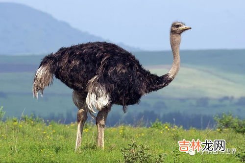 鸵鸟和鸸鹋的区别,鸸鹋和鸵鸟的区别是什么？