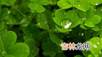 法国琦草天然植物美白膜粉怎么样,法国琦草纯天然植物美白膜粉怎么样