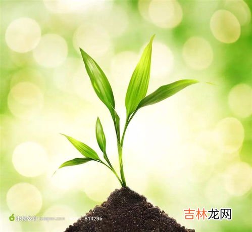 法国琦草天然植物美白膜粉怎么样,法国琦草纯天然植物美白膜粉怎么样