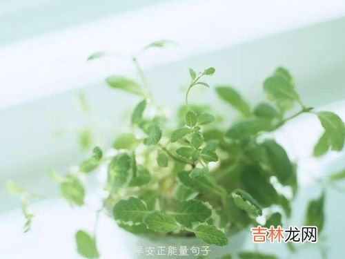 法国琦草天然植物美白膜粉怎么样,法国琦草纯天然植物美白膜粉怎么样