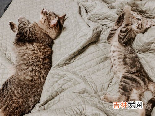 猫尿过的棉被怎么处理,猫尿过的棉被怎么处理