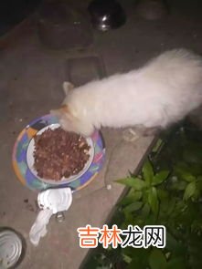 猫尿过的棉被怎么处理,猫尿过的棉被怎么处理