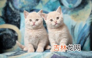 猫尿过的棉被怎么处理,猫尿过的棉被怎么处理