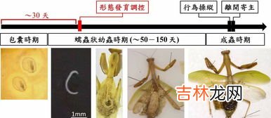 螳螂和铁线虫的关系,螳螂和铁线虫的关系