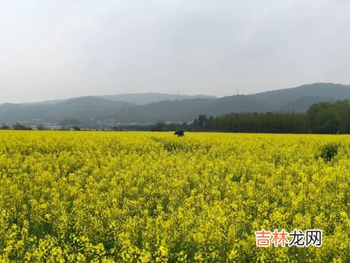 油菜花是什么颜色的,油菜花是什么颜色的