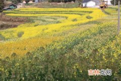 油菜花是什么颜色的,油菜花是什么颜色的