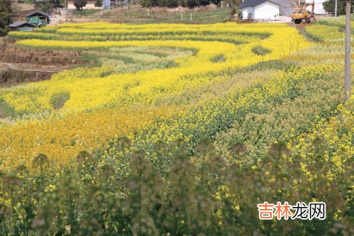 油菜花是什么颜色的,油菜花是什么颜色的