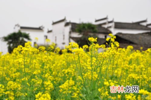 油菜花是什么颜色的,油菜花是什么颜色的