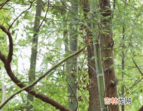 苏子籽的功效与作用及禁忌,炒苏子的功效与作用及禁忌分别是什么