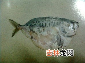 多宝鱼是海鱼还是淡水鱼,多宝鱼是海鱼还是淡水鱼