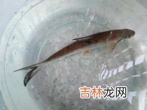 多宝鱼是海鱼还是淡水鱼,多宝鱼是海鱼还是淡水鱼