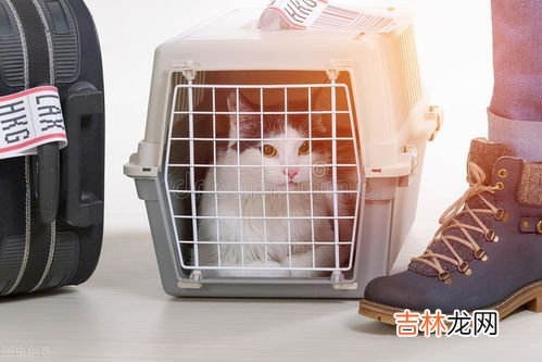 雨伞托运还是随身携带,雨伞可以托运吗?还是要带上飞机