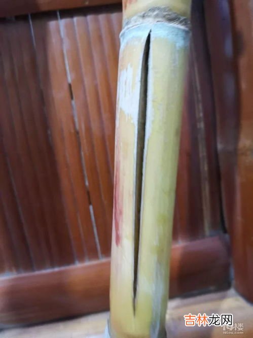 一根甘蔗多少斤左右,1.5斤甘蔗有多少