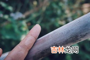 一根甘蔗多少斤左右,1.5斤甘蔗有多少