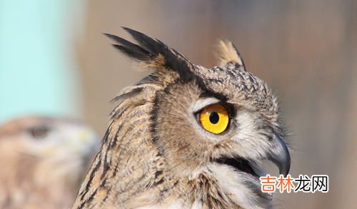猫头鹰是啥动物,猫头鹰是什么动物