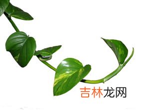 绿萝花语是什么,绿萝的花语和寓意
