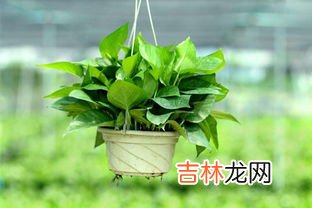 绿萝花语是什么,绿萝的花语和寓意