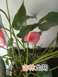 绿萝花语是什么,绿萝的花语和寓意