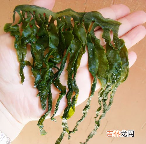昆布和海带的区别是什么,昆布和海带的区别