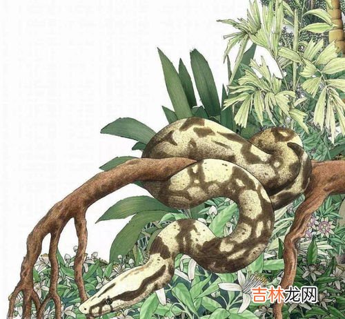 泰坦蟒的天敌是什么,泰坦蟒的天敌有哪些