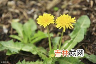 鲜蒲公英煮水喝的方法,蒲公英怎么煮水喝