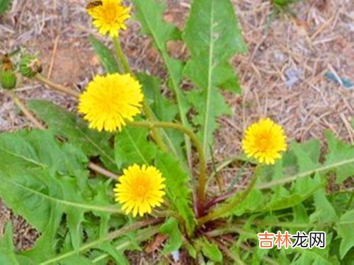 鲜蒲公英煮水喝的方法,蒲公英怎么煮水喝