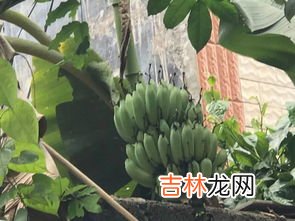 芭蕉的象征意义是什么,芭蕉象征着什么意义