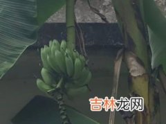 芭蕉的象征意义是什么,芭蕉象征着什么意义