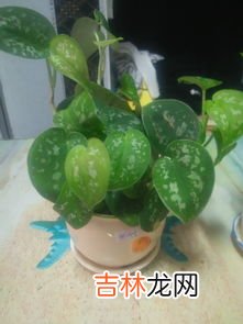 芭蕉的象征意义是什么,芭蕉象征着什么意义