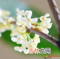 桂花的花瓣像啥,桂花的形状像什么玫瑰花的形状像什么