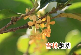 桂花的花瓣像啥,桂花的形状像什么玫瑰花的形状像什么