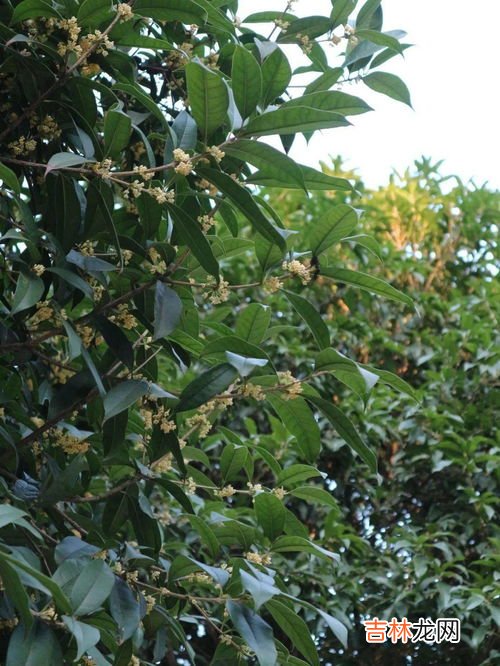 桂花的花瓣像啥,桂花的形状像什么玫瑰花的形状像什么