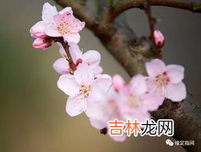 桃花依旧笑春笑春风的全诗,人面不知何处去，桃花依旧笑春风。是哪首诗？