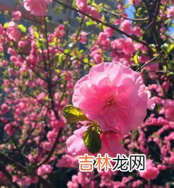 桃花依旧笑春笑春风的全诗,人面不知何处去，桃花依旧笑春风。是哪首诗？
