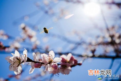 桃花依旧笑春笑春风的全诗,人面不知何处去，桃花依旧笑春风。是哪首诗？