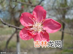 桃花依旧笑春笑春风的全诗,人面不知何处去，桃花依旧笑春风。是哪首诗？
