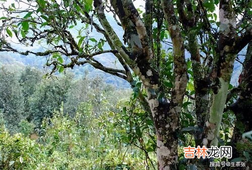 困鹿山普洱茶特点,困鹿山普洱茶是哪个产区?