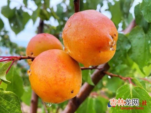 小红杏和小白杏区别有哪些,丰园红杏跟新疆小白杏哪个好？