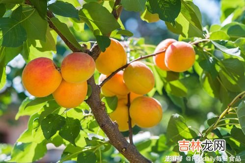 小红杏和小白杏区别有哪些,丰园红杏跟新疆小白杏哪个好？