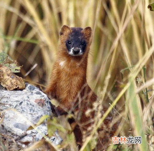 黄鼠狼属于几级保护动物,黄鼠狼是几级保护动物 黄鼠狼是多少级保护动物