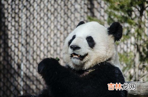 熊猫的尾巴是什么颜色,熊猫尾巴是白的还是黑的？