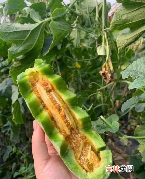 羊角蜜的瓤能吃吗,羊角蜜吃的时候要削皮吗 羊角蜜中间的籽能吃吗