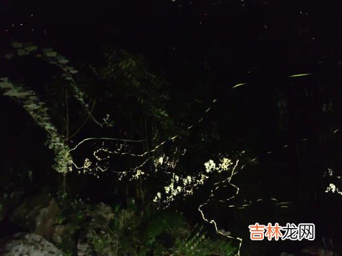 昆虫记中萤火虫的习性有哪些,萤火虫的特点和生活特征是什么?