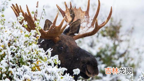 亚寒带针叶林分布地区,亚寒带针叶林气候特点及分布是怎样的？为什么亚寒带针叶林，又称为泰加林？