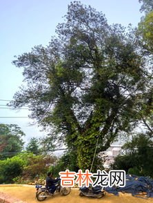 梓树为什么称树王,梓树为什么称树王 梓树为啥称树王