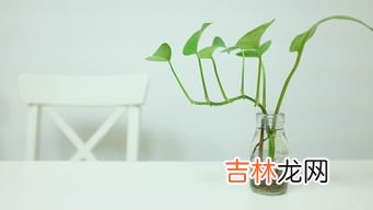 水培绿萝要勤换水吗,水培绿萝要勤换水吗，水培绿萝几天换一次水